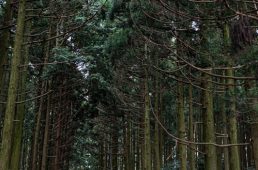 旧街道サイクリングの旅 vol.4　旧東海道をゆく