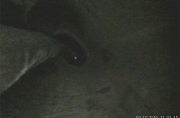 安井トレック・マドン4