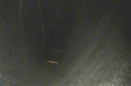 安井トレック・マドン4