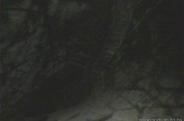 安井ルック・795ライト5