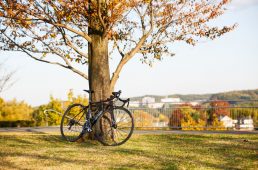 安井カーボネックス11