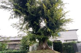 旧街道サイクリングの旅11