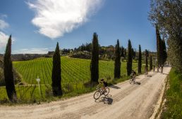 安井シナプスハイモッド2-6