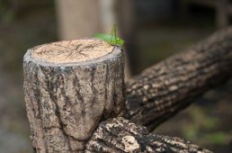 旧街道サイクリングの旅12