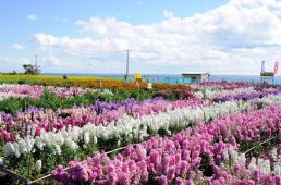 BBBASE白間津花畑