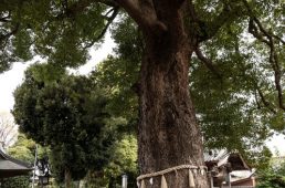 旧街道じてんしゃ旅 旧中山道編二日目その壱