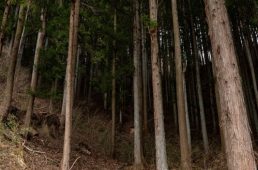 旧街道じてんしゃ旅 旧中山道編 二日目 その弐