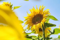 別府史之が見た世界07