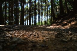 GRXヒルクライム