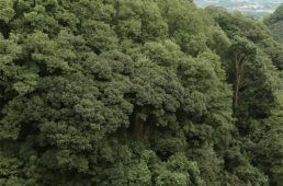 関西ヒルクライムコースガイド大阪東部・南部