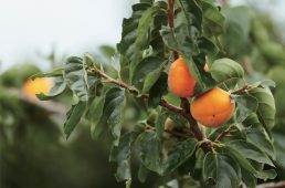 関西ヒルクライムコースガイド大阪東部・南部