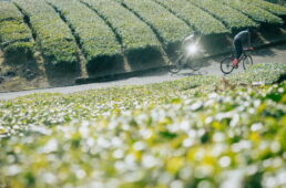 raphakunisakiridercc