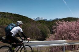 桜とシシャチョー