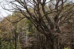 富士見峠近くの一里塚