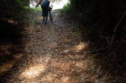 旧甲州道中の石畳区間