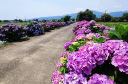 別府史之が見た世界17