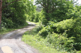 新緑が続くグラベルロード