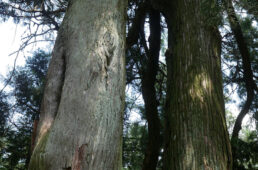 砲弾打ち込み杉