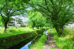 引地川の千本桜