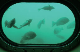 かつうら海中公園