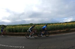 ひまわり畑に挟まれた道