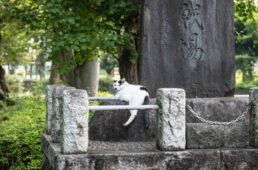 分倍河原の猫