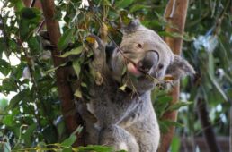 B2GCブリスベンゴールドコースト2019