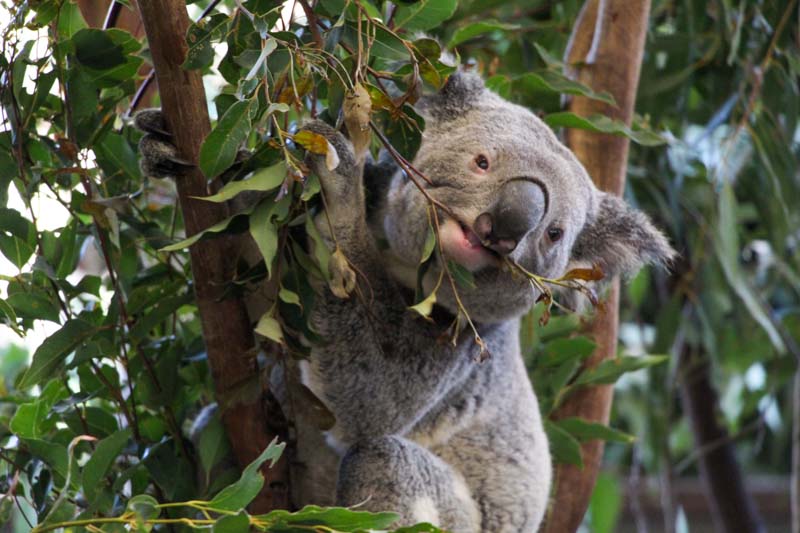 B2GCブリスベンゴールドコースト2019