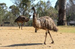 B2GCブリスベンゴールドコースト2019