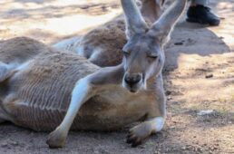 B2GCブリスベンゴールドコースト2019