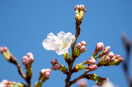 JBCF播磨中央公園ロードレース2022