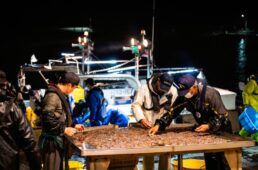 ほたるいかの荷揚げ