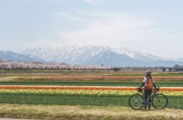 舟川べり 春の四重奏