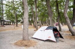 松林の中のキャンプ場