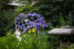 神足ふれあい町家の紫陽花