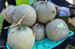 欄越町特産のメロン