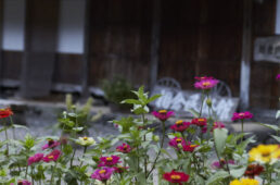 相倉合掌造り集落