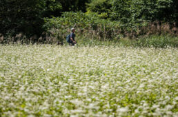綿毛が舞い散る畑