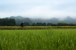 初夏の田んぼのなかを走る