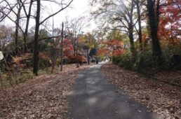 荒川左岸の小道