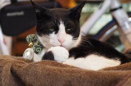 バイシクルアカネの猫