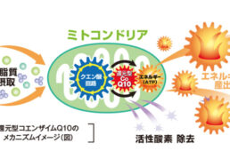 還元型コエンザイムQ10のメカニズムイメージ