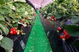 メリダ・伊豆半島の魅力を堪能できる12のサイクリングツアー