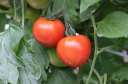 フルティカトマト