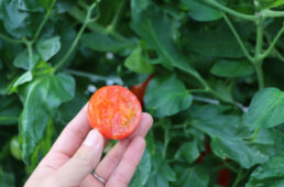 フルティカトマト