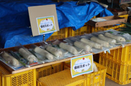 五島きくに農園の大根とネギ