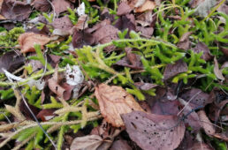 ヒカゲノカズラ