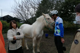 ポニーのような馬