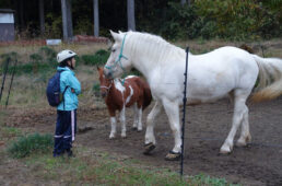 ポニーのような馬