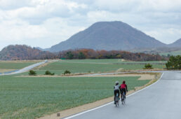 らっきょう畑の道